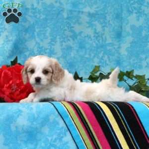 Kalvin, Cavalier King Charles Mix Puppy